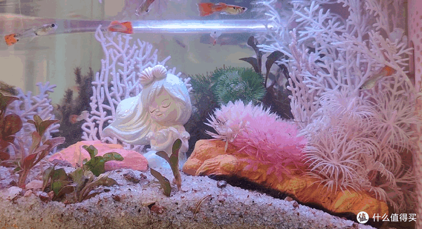 生态设计花鱼共生,画法几何两栖生态鱼缸养鱼更轻松