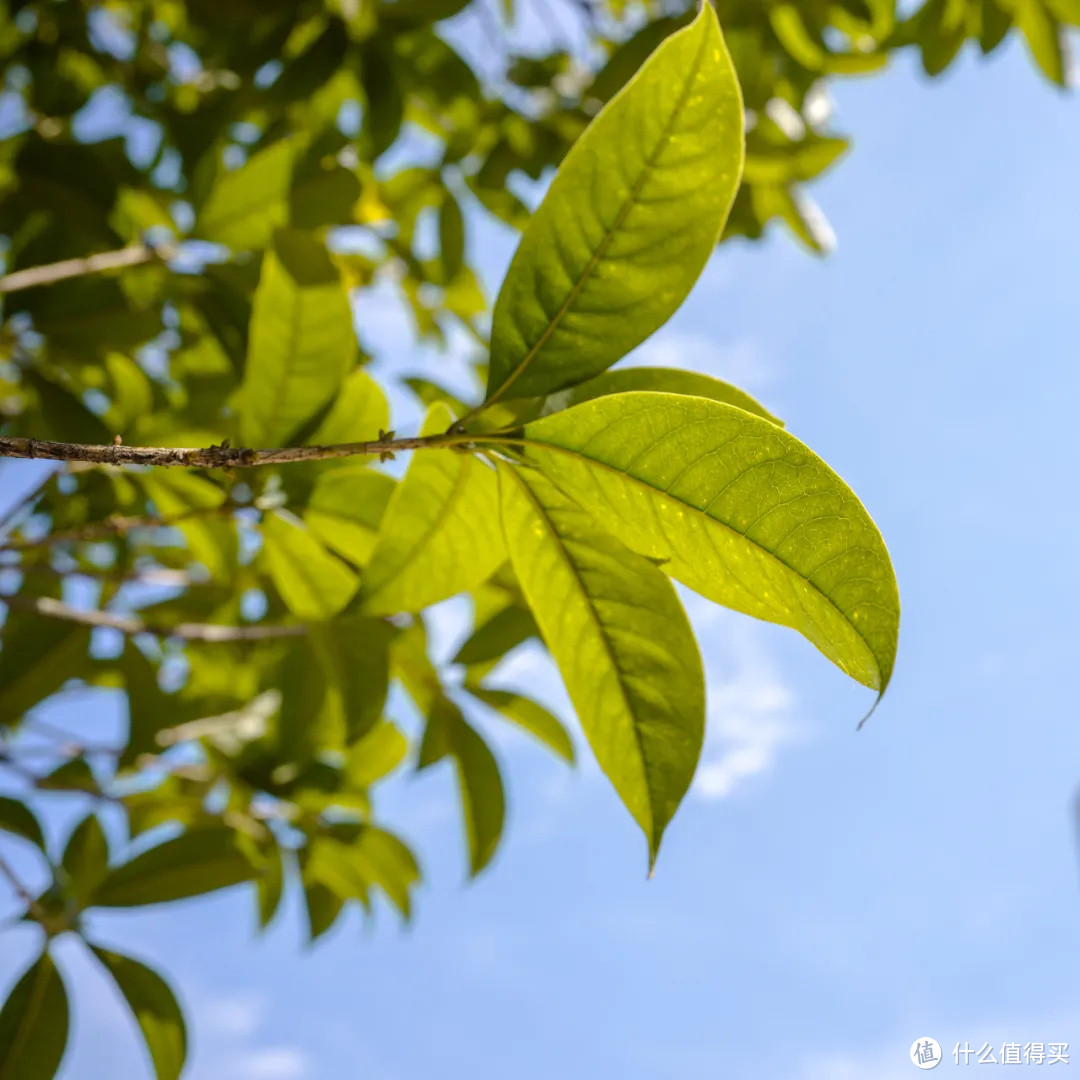 最漂亮的一支24mm F2镜头，用它拍摄怎么样？