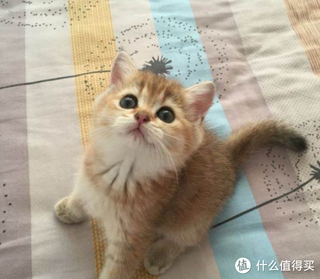 ​猫罐头猫零食囤货攻略