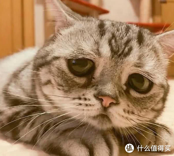 带你了解猫咪营养膏什么牌子好