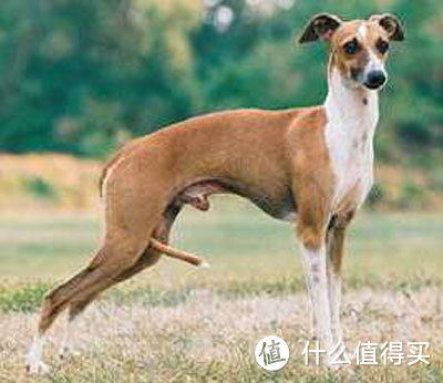 狗狗品种科普｜汪界会闪现的“灵缇犬”是什么狗