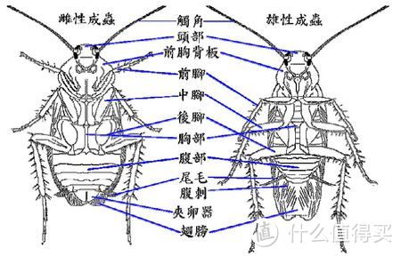 雄虫比雌虫多一根腹刺，但拍死它的时候是公是母都无关紧要