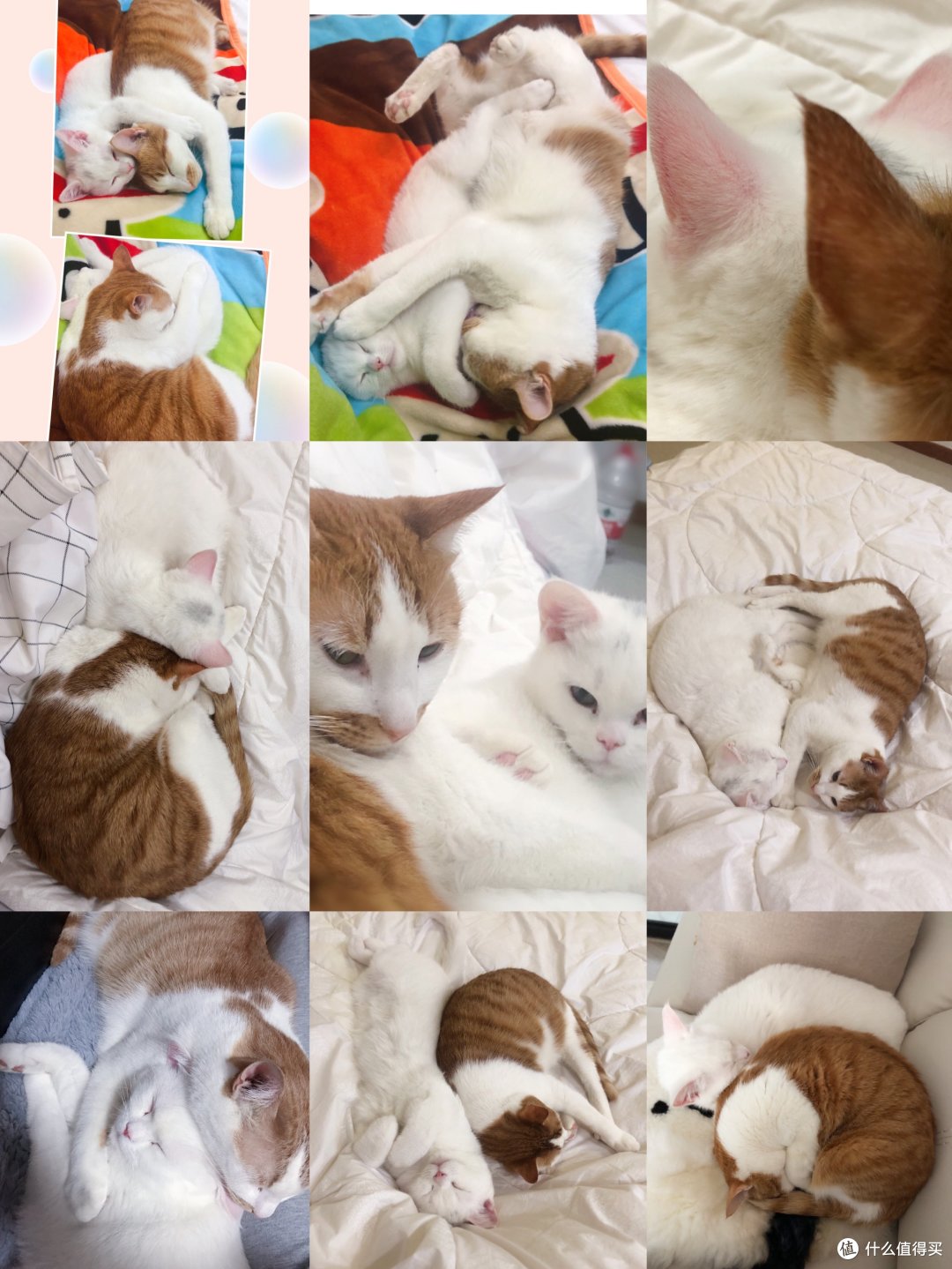每天被两只猫撒狗粮……