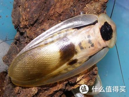 洞穴巨人蟑螂Blaberus giganteus