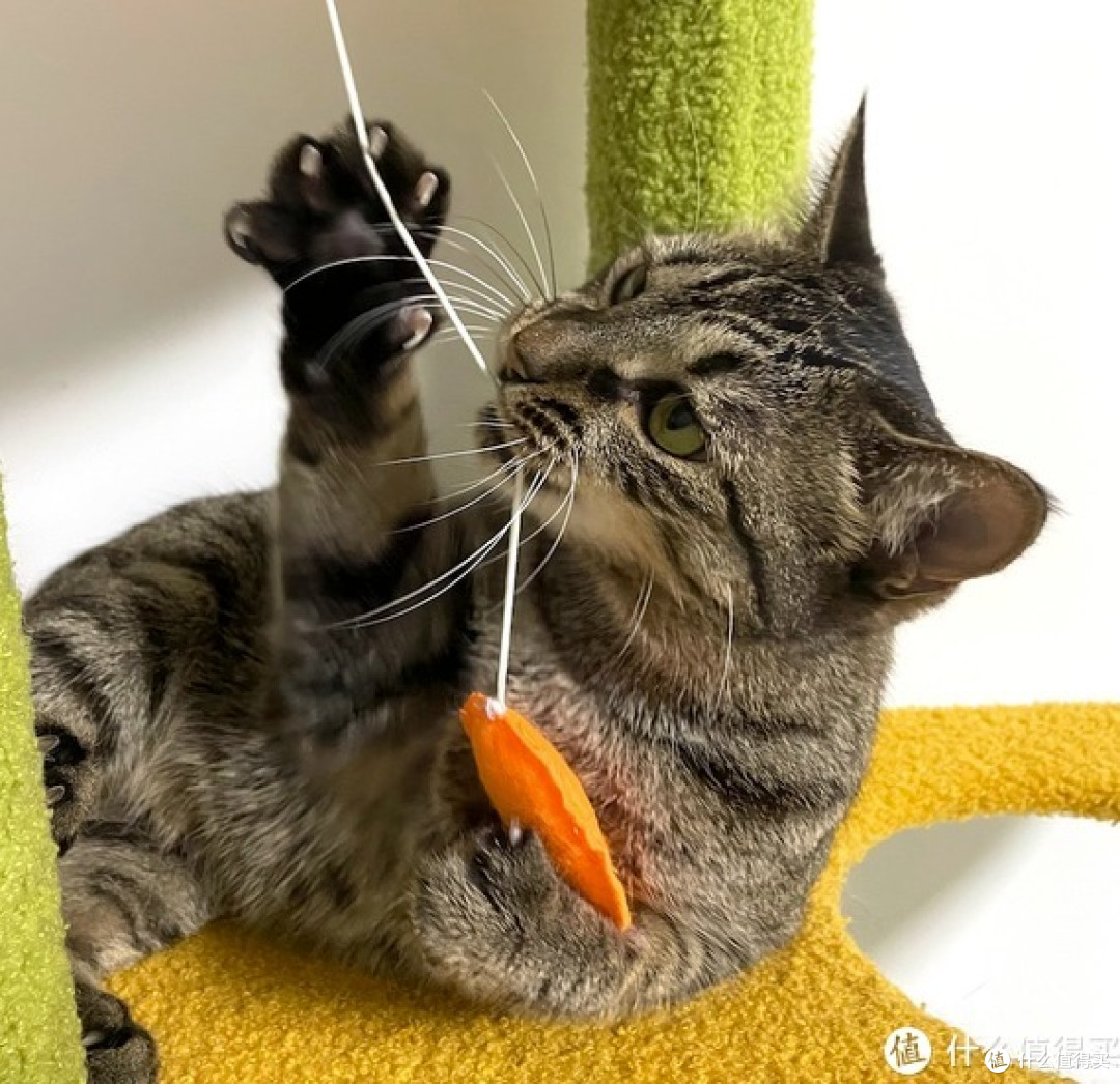 狸花猫吃过的那些猫粮看这里,渴望居然不是最常吃的!