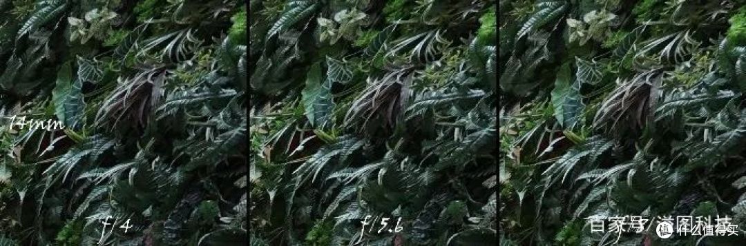 双倍惊喜 佳能RF14-35mm镜头实拍体验