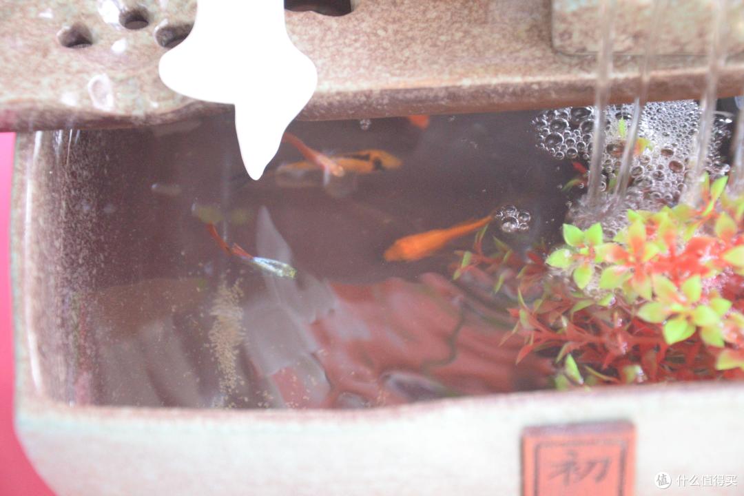 慢生活状态下的佛系养鱼——MOMOYOO初心流水桌面转运鱼缸