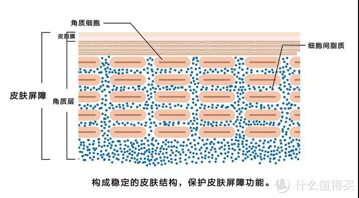 敏皮护肤指南&好物推荐|敏感皮到底咋回事？该如何护肤？有哪些产品搭配？