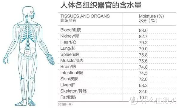 网红便携烧水杯哪款更胜一筹？东菱大宇摩飞乐扣Bruno深度横评，差旅党