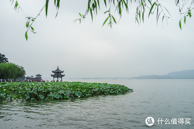 虽然已经是秋天，但荷叶还是挺绿的。