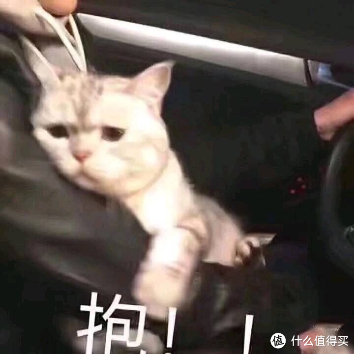 幼猫猫粮推荐 猫粮价格能看出什么