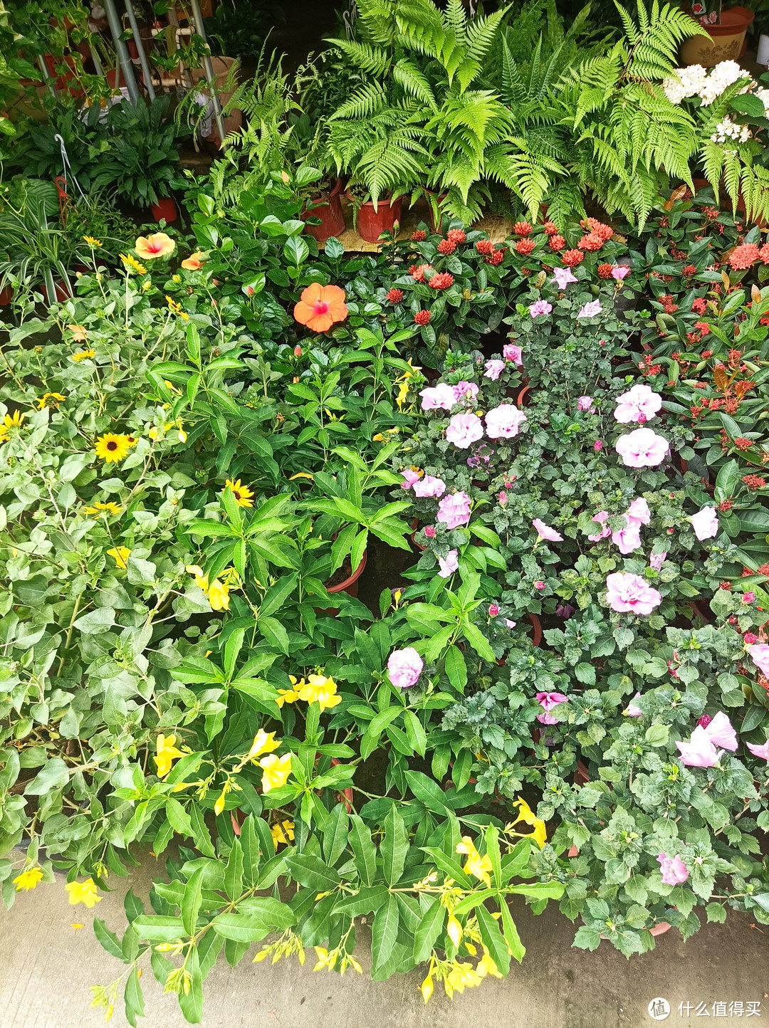 带你走入广州郊区的某花草小市场，大家一起来看花--1