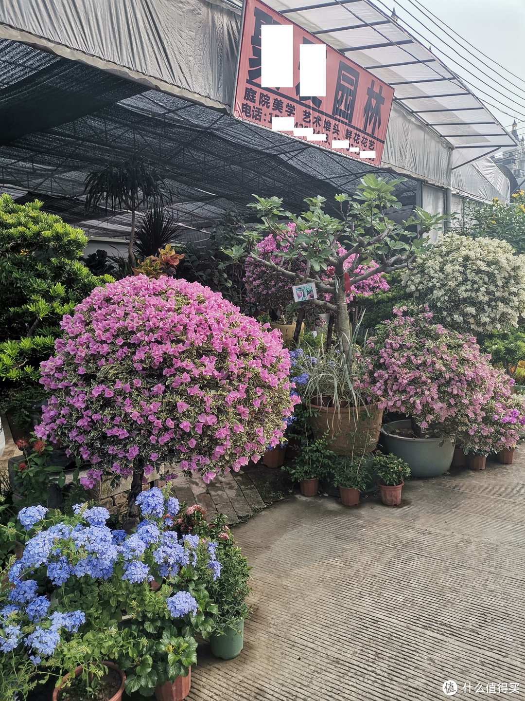 带你走入广州郊区的某花草小市场，大家一起来看花--1