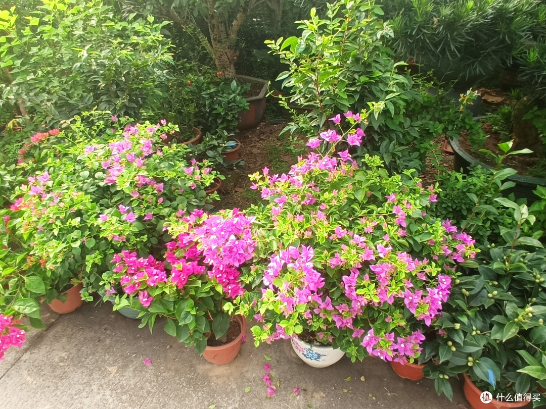 带你走入广州郊区的某花草小市场，大家一起来看花--1