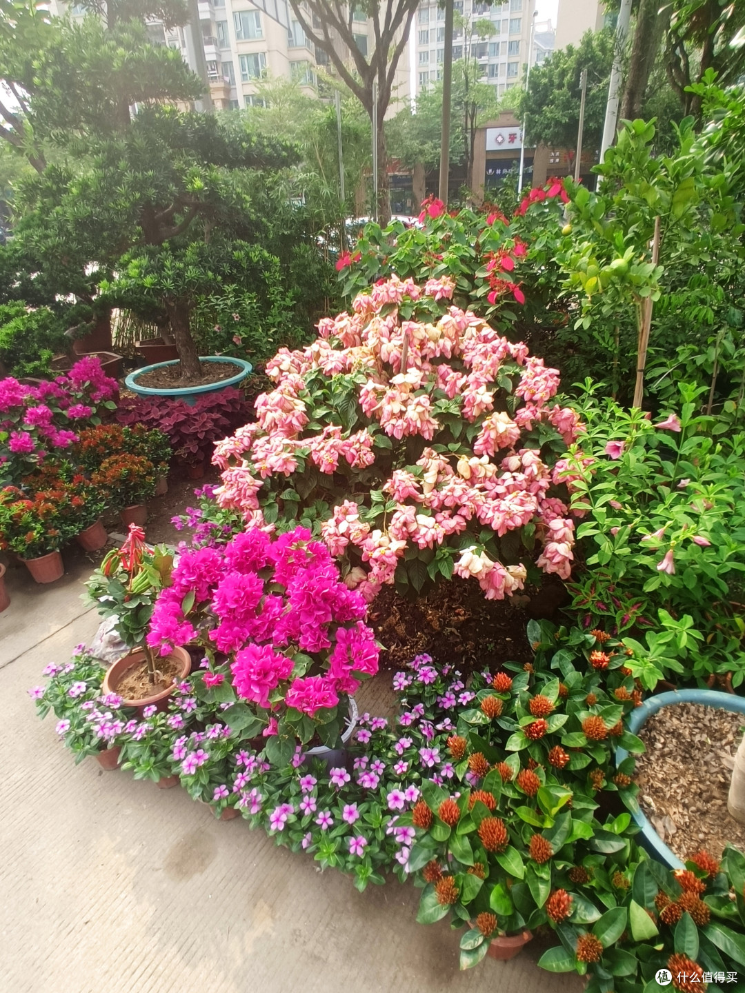 带你走入广州郊区的某花草小市场,大家一起来看花--2