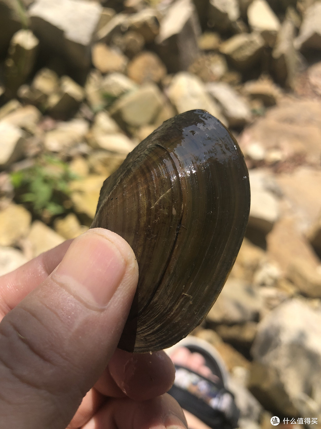 国庆节假期第一天打卡:跳出舒适圈在溪水徒手捞河蚌,及烹饪一道美味河蚌汤!