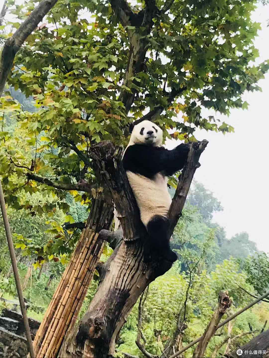 憨态可掬的熊猫们