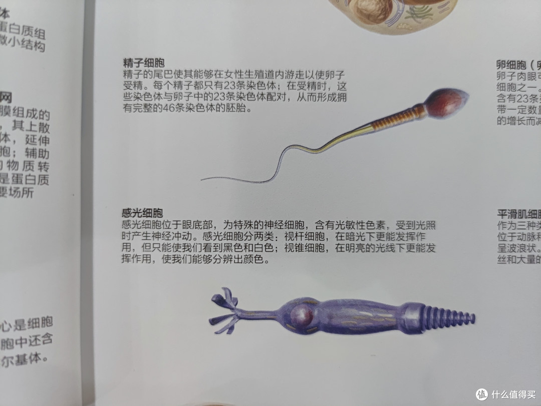 图书馆猿の2021读书计划56：《DK人体百科（涂色版）》