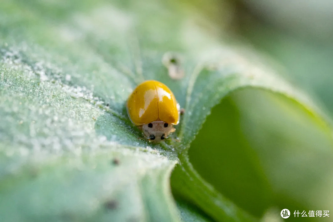 SONY α6400 /TTArtisn 40mm F2.8 MACRO   |ISO1000 1/200s   |