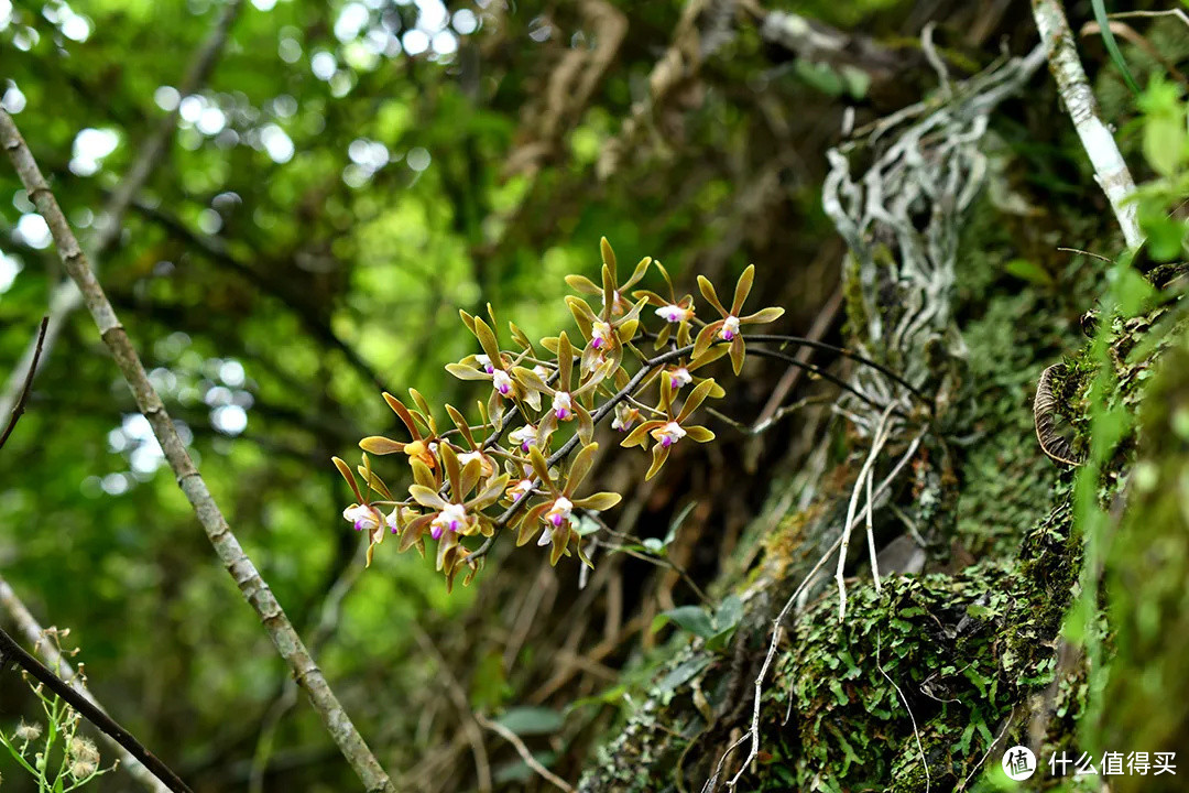 2021 年 9月 8 日，超过 200 种野生兰花被列入调整后的《国家重点保护野生植物名录》。图为生于海拔1150-1700米的山地疏林树干上的尖囊蝴蝶兰。©图虫创意