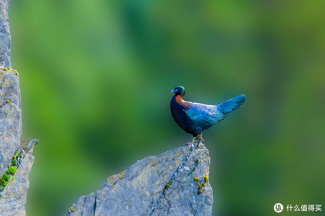 仅分布于中国青藏高原附近的世界性易危物种绿尾虹雉 ©图虫创意