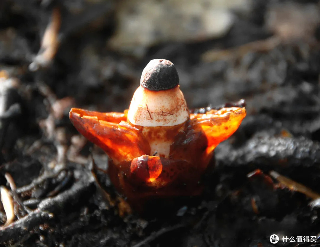 被列入《世界自然保护联盟濒危物种红色名录》的帽蕊草 ©徐自坤