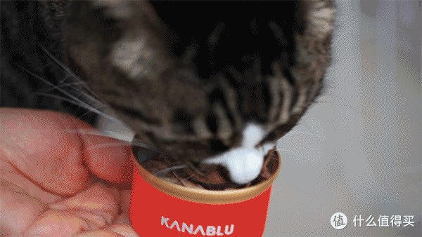 猫粮只是谋生，罐头才是真爱，抢！