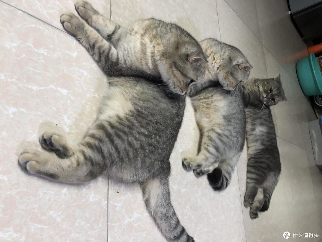 萌(zhu)猫(zi)养成记!撸猫党的日常开销有哪些?