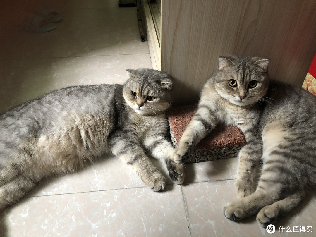 萌(zhu)猫(zi)养成记!撸猫党的日常开销有哪些?
