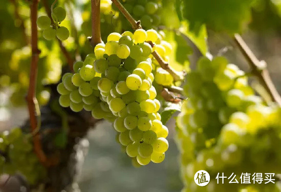 格拉夫：波尔多顶级干白葡萄酒产地