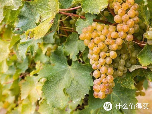 格拉夫:波尔多顶级干白葡萄酒产地