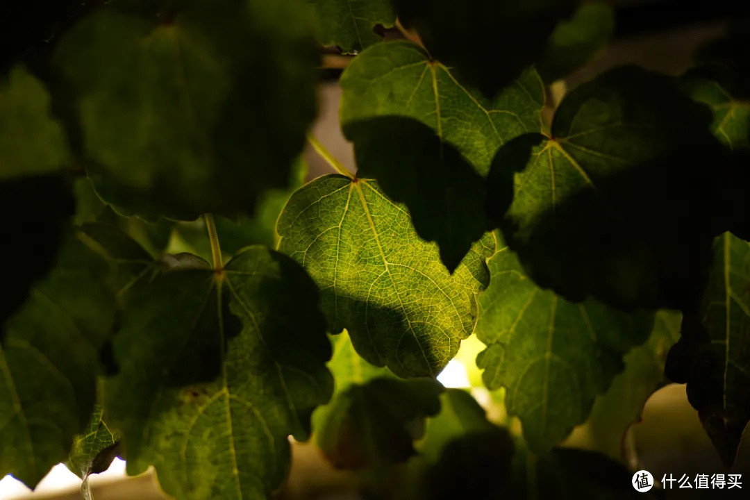 国产镜头测评：永诺50mm F1.8 DF DSM 自动对焦定焦镜头