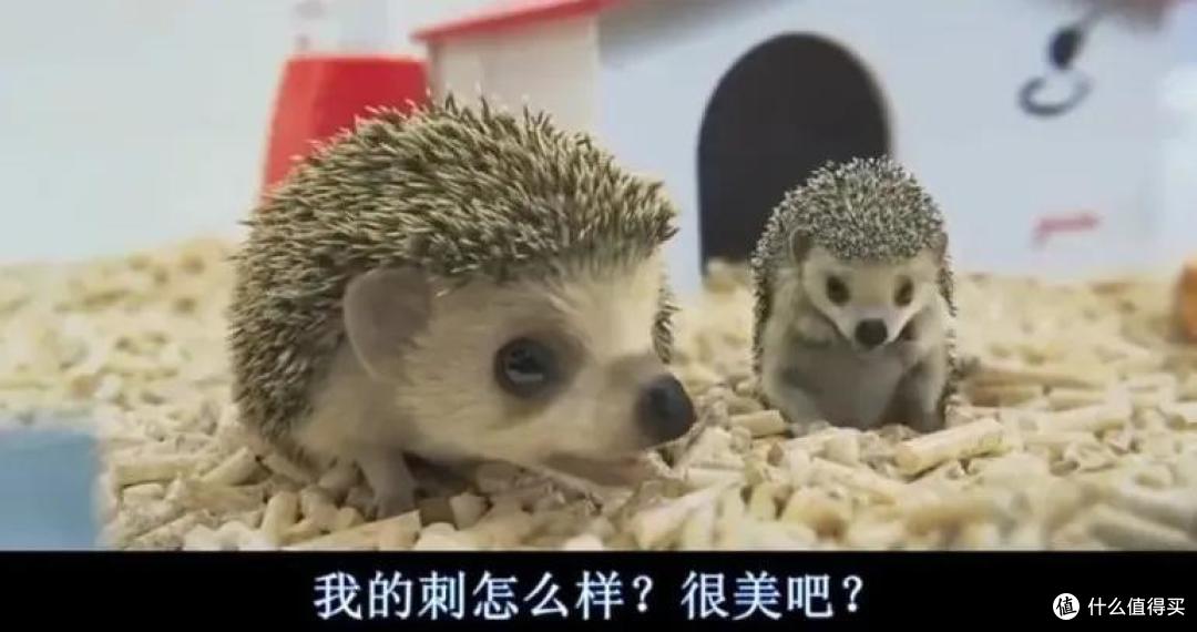 笑到打鸣! 这部电影的脑洞可真大