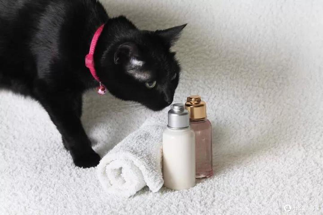 养猫狗家庭的装修避坑细节,人宠和谐共处的美好生活你值得拥有!