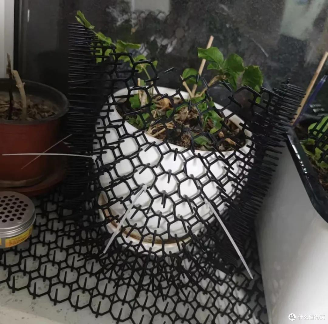 养猫狗家庭的装修避坑细节,人宠和谐共处的美好生活你值得拥有!
