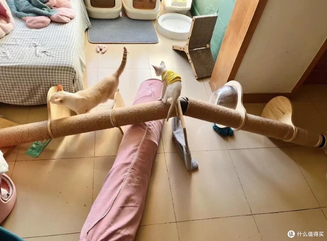 养猫狗家庭的装修避坑细节,人宠和谐共处的美好生活你值得拥有!