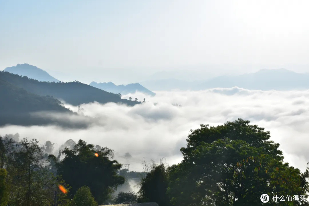 什么是曼岗石生有机茶？