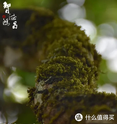 什么是曼岗石生有机茶？