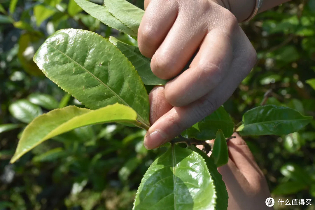 什么是曼岗石生有机茶？