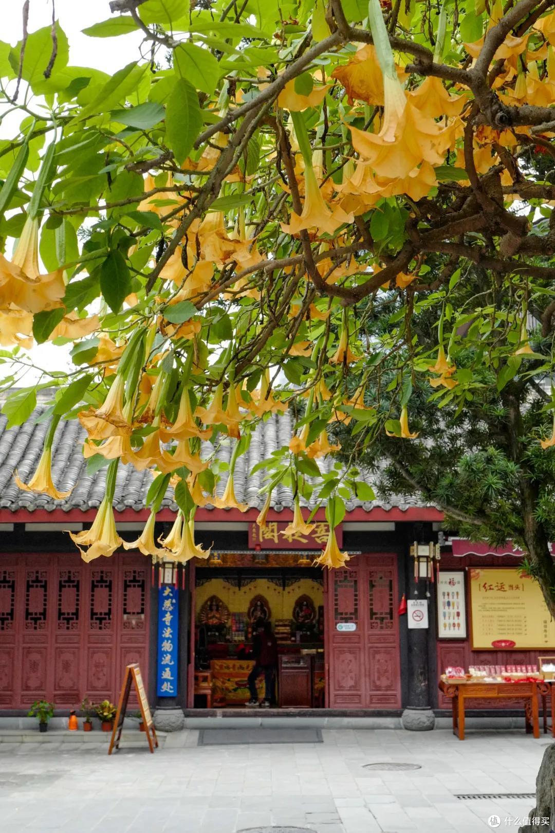 去成都，没在老茶馆里泡过怎么算数