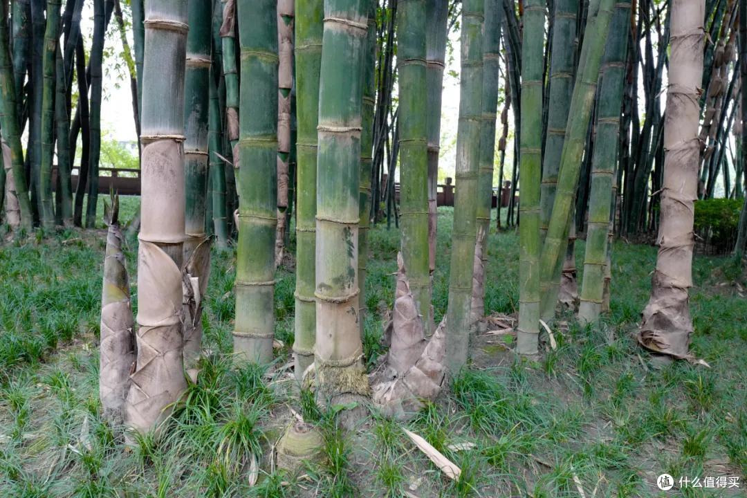 去成都，没在老茶馆里泡过怎么算数