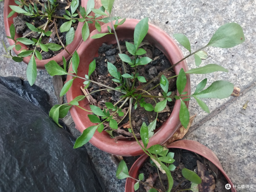 秋天草花，播种后的作业提交1