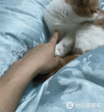 天冷了别怕毛孩子冻着,喵星人过冬指南