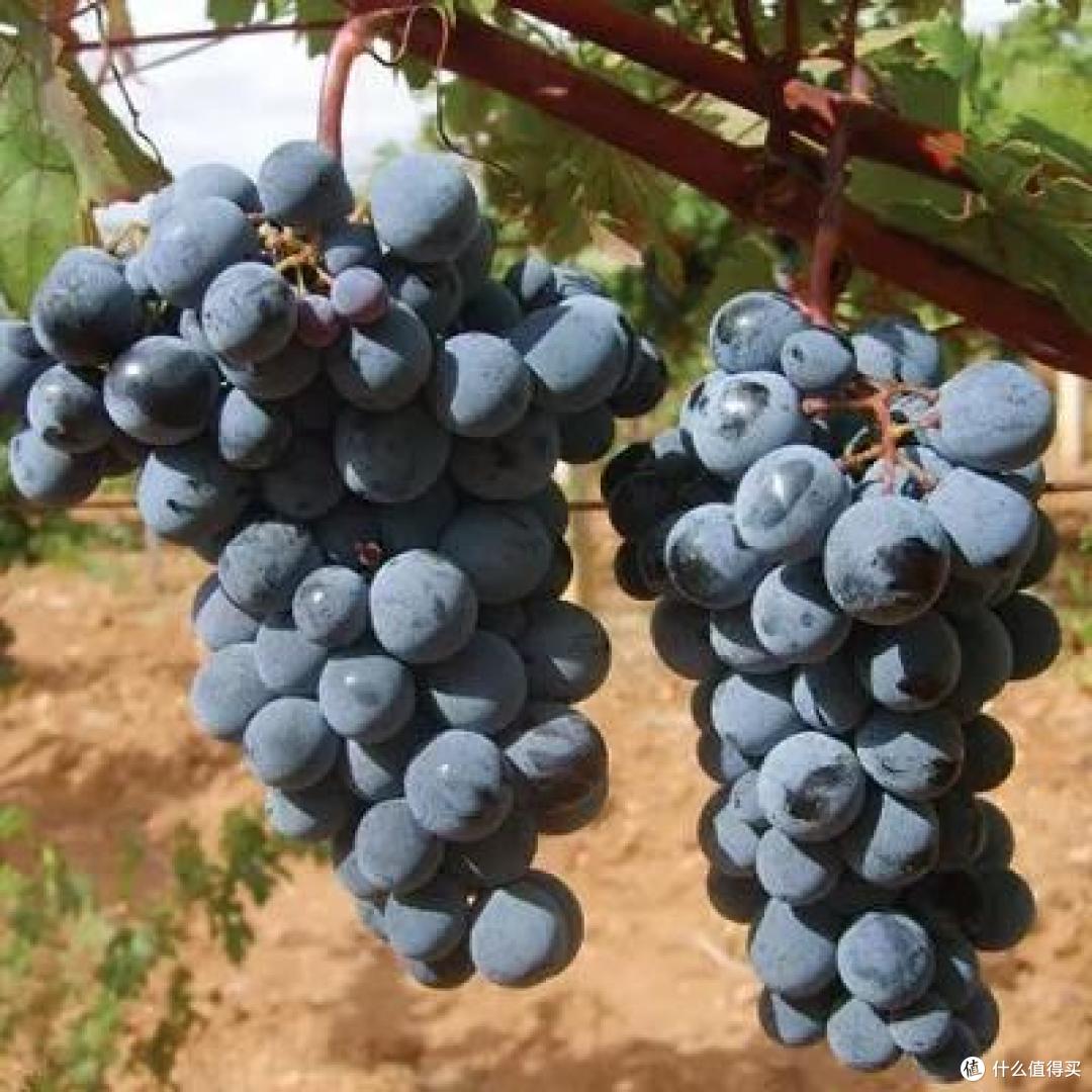 葡萄酒发源地的10大葡萄品种