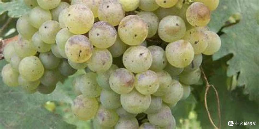 葡萄酒发源地的10大葡萄品种