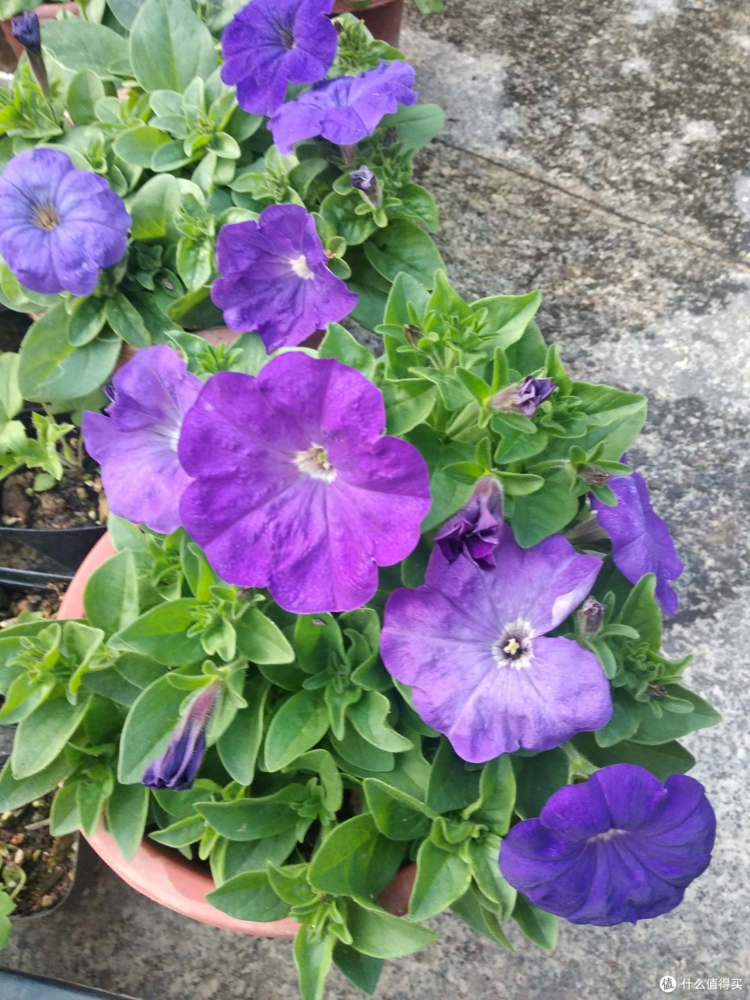 人比较懒,其实开花初期,能摘花打顶的话,后期会更加理想