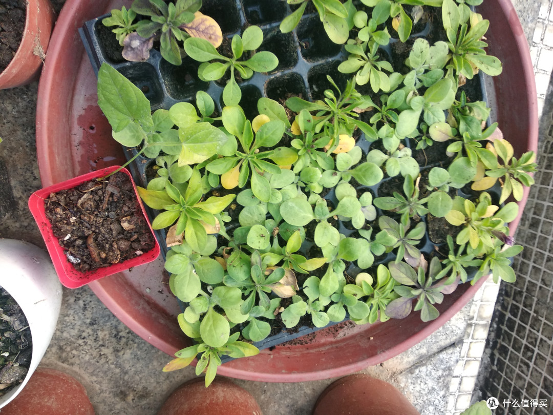 一盘准备淘汰的苗,没有管,都开始发黄了