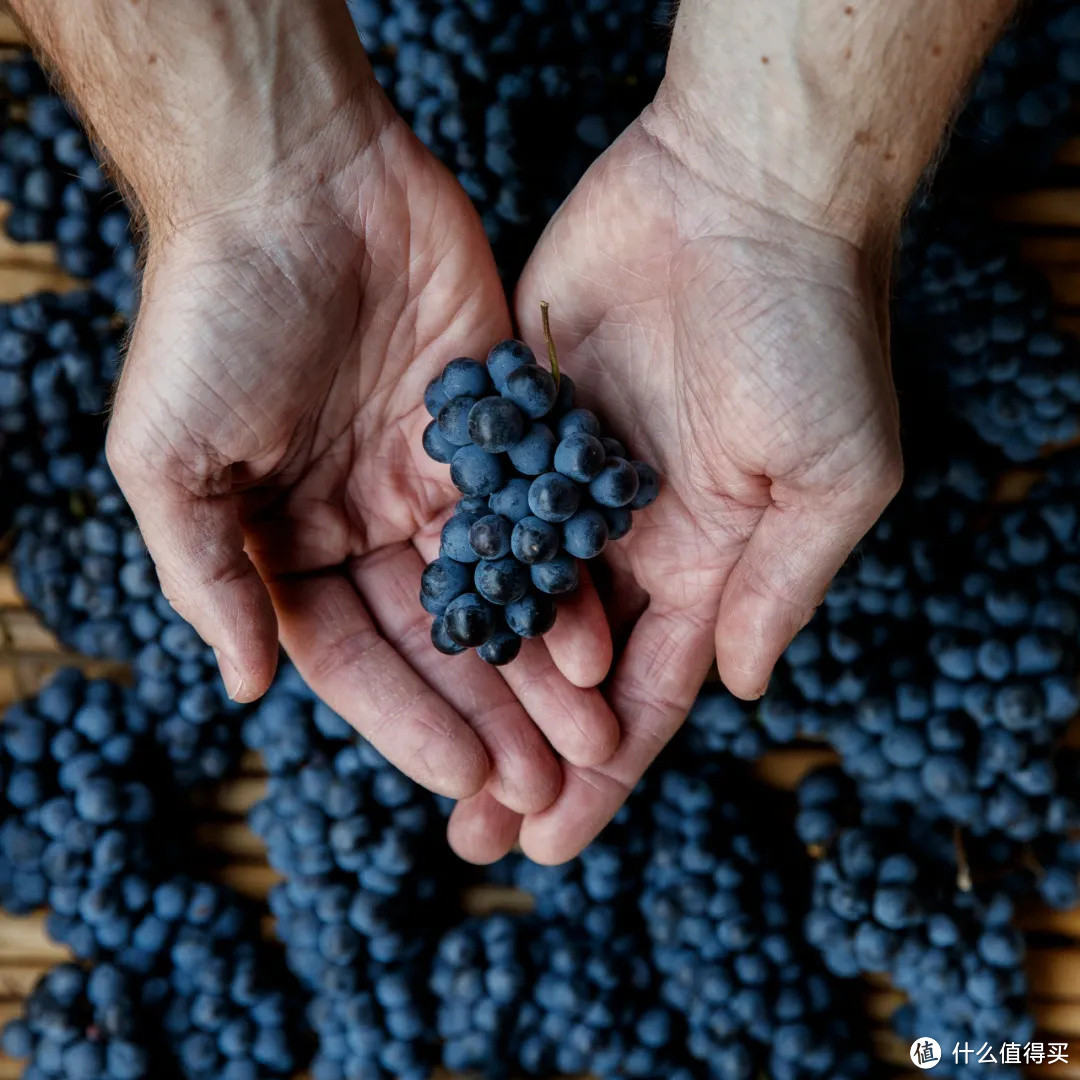 Amarone，Recioto，圣酒，意大利人是怎样将葡萄干酿出了这么多花样？