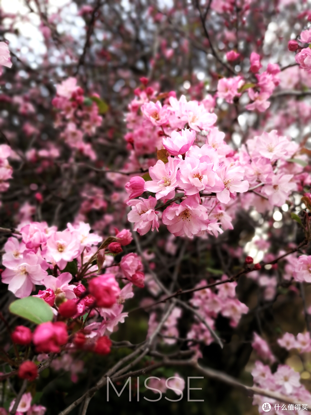 云南春日樱花