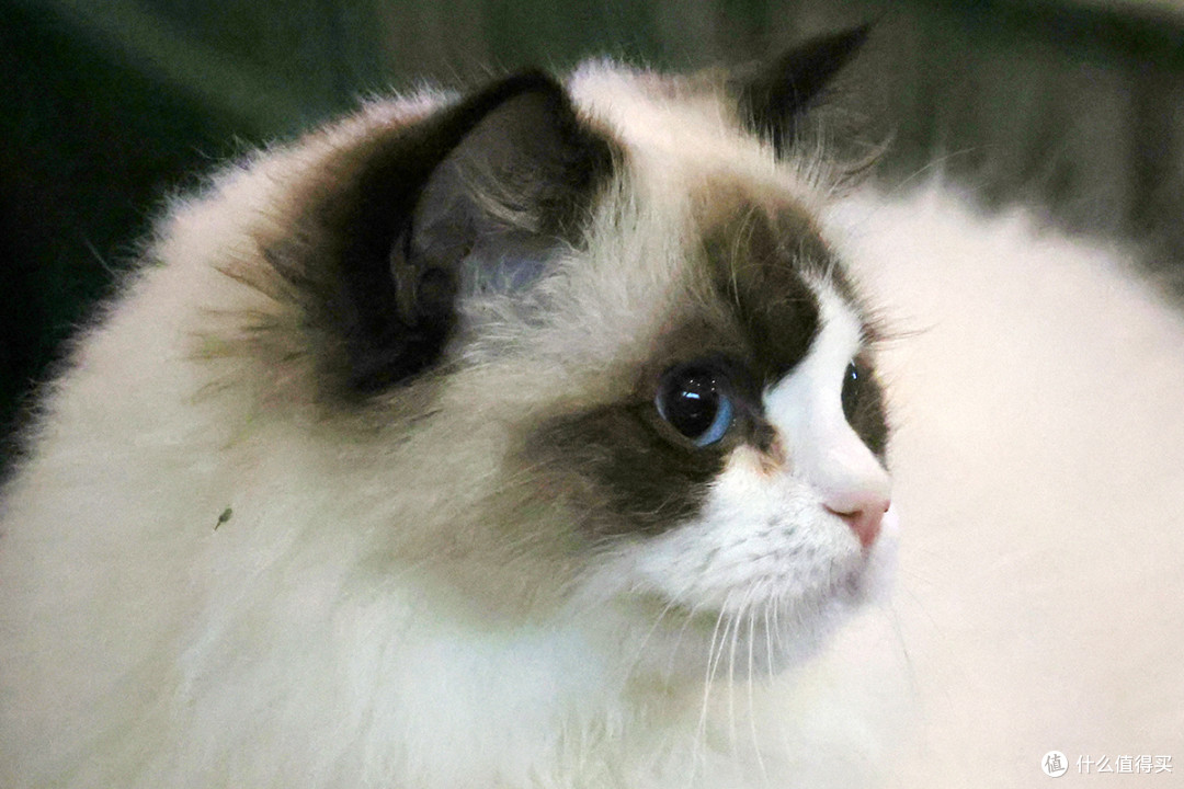 拍摄宠物猫,如何选择合适的摄影器材